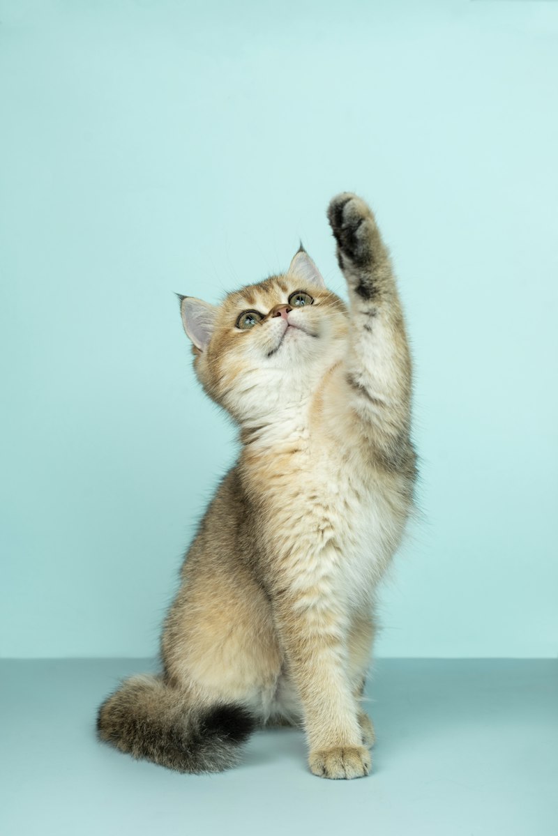 Kitten eating healthy food