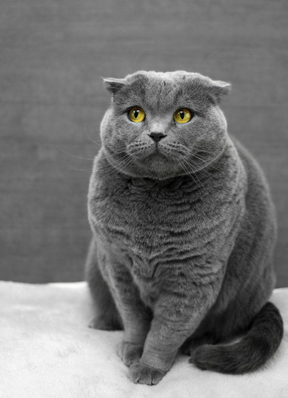 Grey cat resting healthy