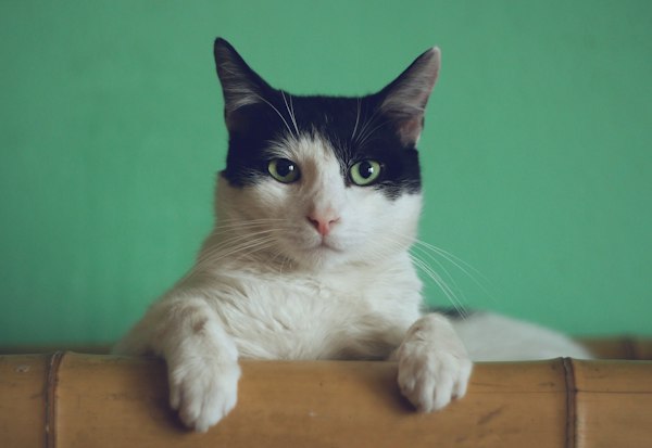 Tabby cat member