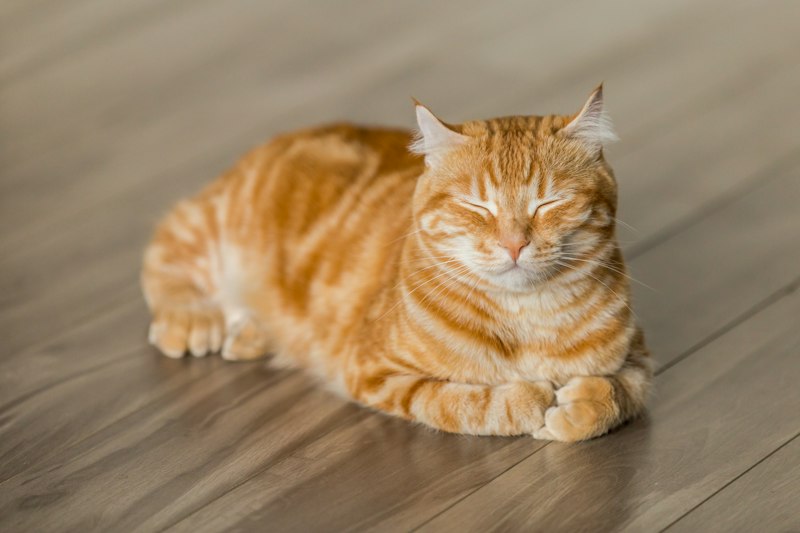 Two cats playing